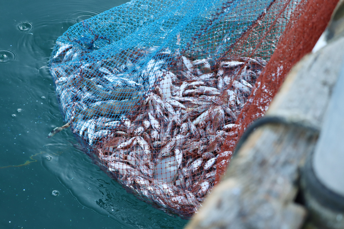 ぶり網漁で獲れたホタルジャコ