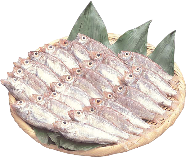 ざるに並んだホタルジャコ（ハランボ）