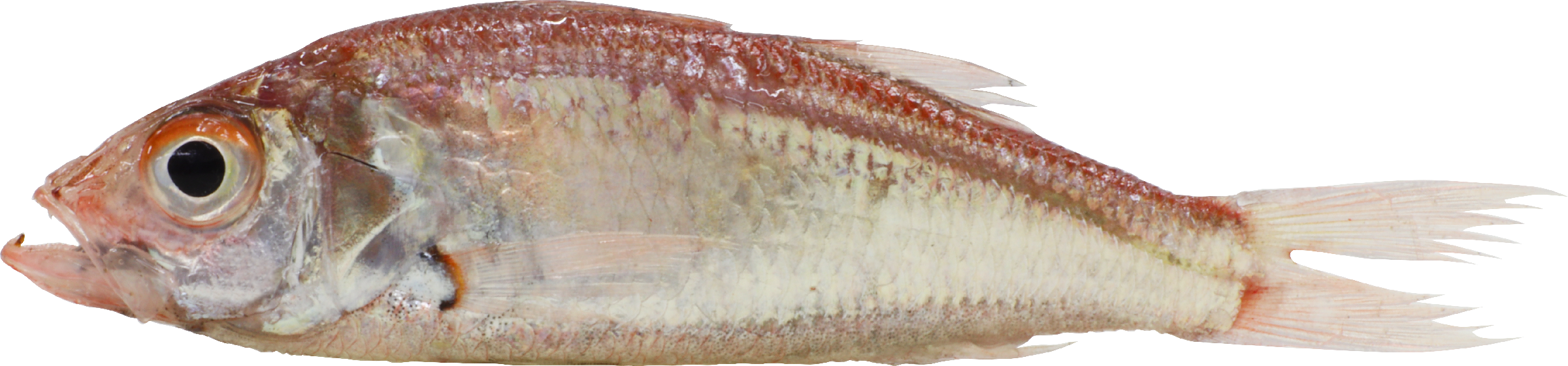 ホタルジャコ（ハランボ）