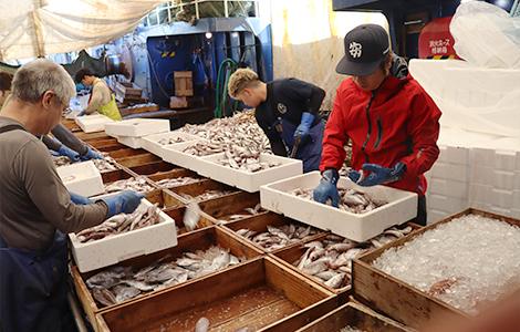八幡浜のトロール漁