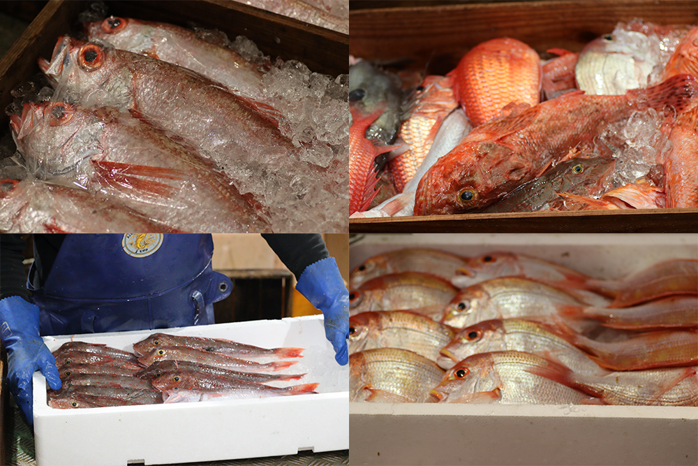 水揚げされた魚